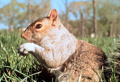 one nutty squirrel