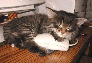 Kitten and Mouse