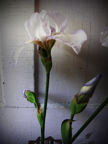 Iris Photo